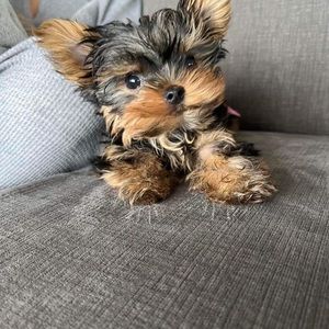 Meet your Posher, Lori